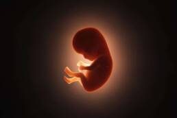 Il primo trimestre di gravidanza è fondamentale per la crescita dell’embrione