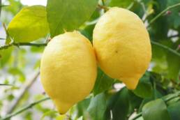 Il limone contribuisce a fluidificare e purificare il sangue