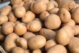 Le patate sono tuberi ricchi di amido e potassio
