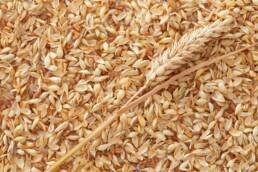 Si sconsiglia il consumo di cereali con il glutine